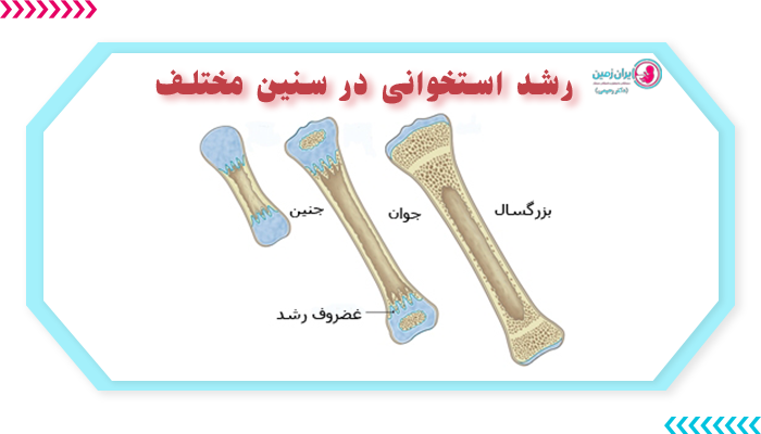 سن استخوانی در سنین مختلف